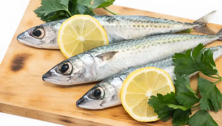 sardine