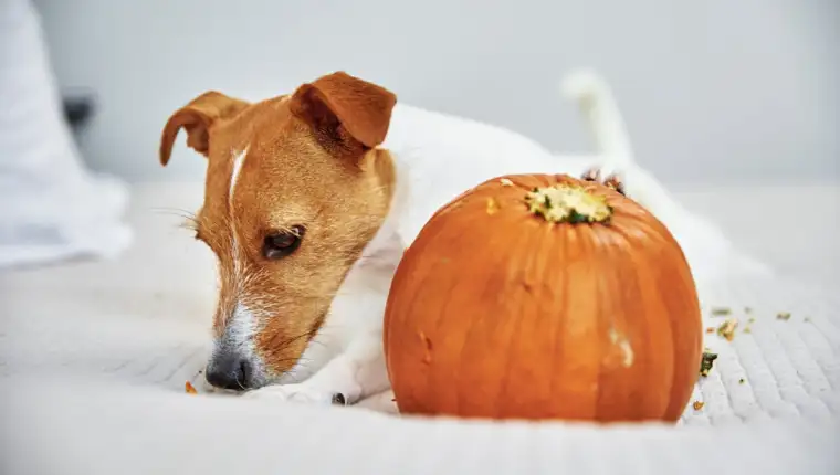 Dog gnaws orange pumpkin indoors