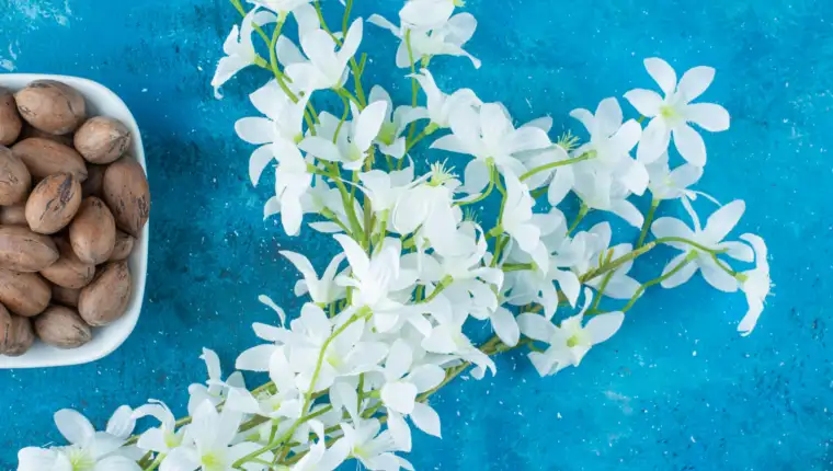 jasmin