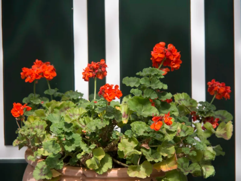Pelargonije