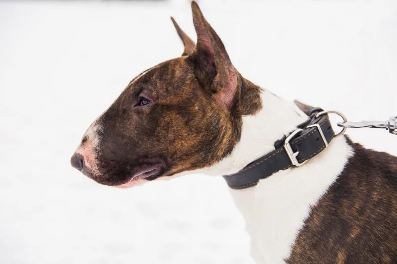 brown-bull-terrier-walking-snow-park-playful-purebred-dog