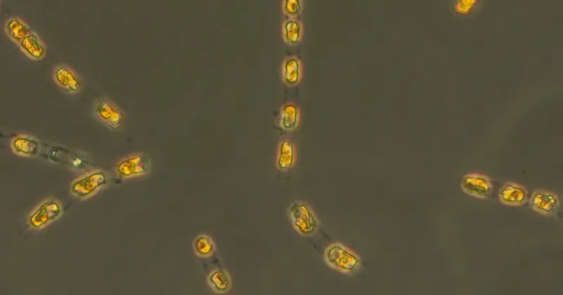 Screenshot 2025-04-01 124417