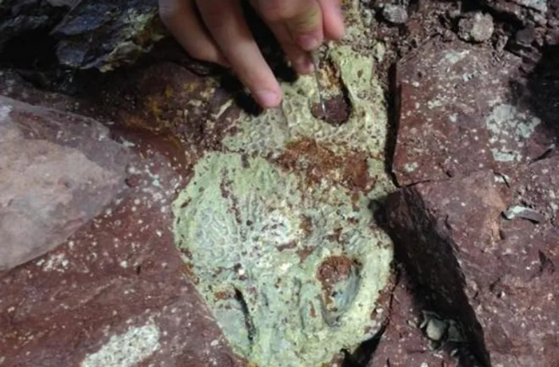 fosil vodozemaca