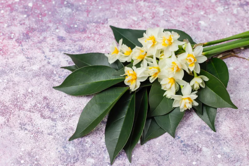 jasmin