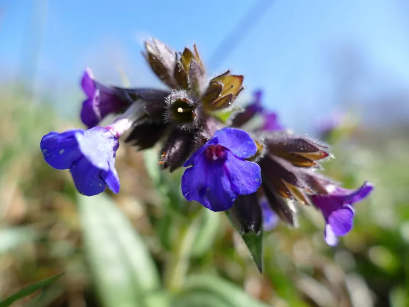 Pulmonaria officinalis freepik