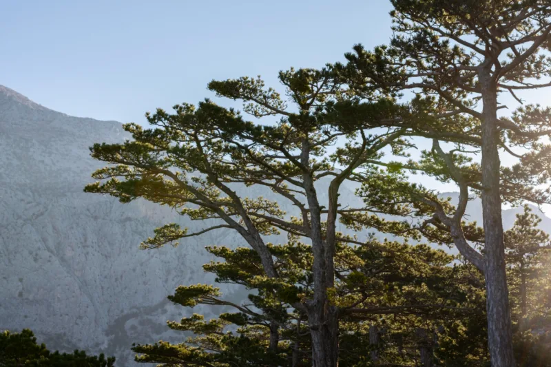 cedar freepik