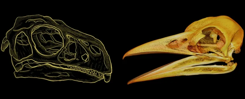BeakComparison