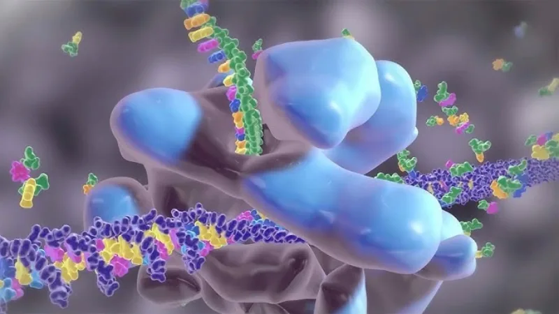 proteini u organizmu