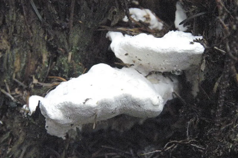 Amaropostia stiptica gljiva