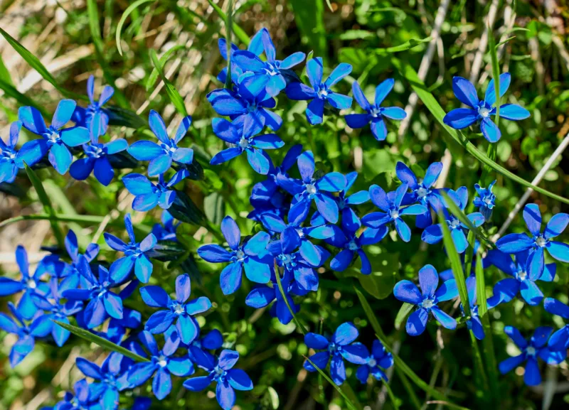 Lobelia erinus1