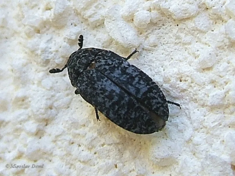 Dermestes murinus