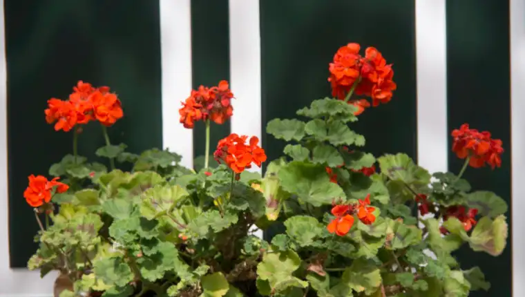Pelargonije