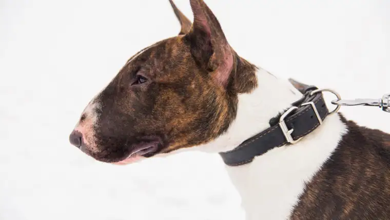 brown-bull-terrier-walking-snow-park-playful-purebred-dog