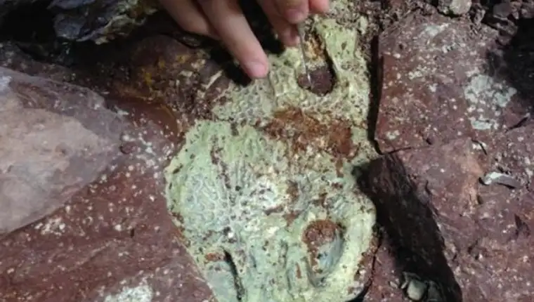 fosil vodozemaca