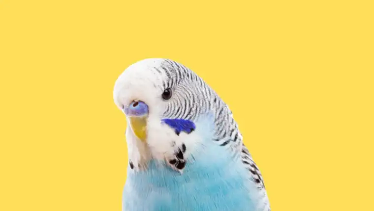 budgi papagaj