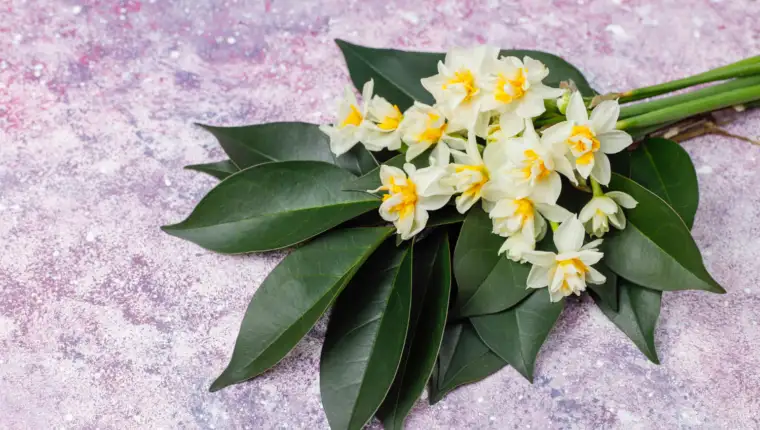 jasmin