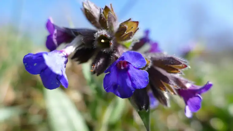 Pulmonaria officinalis freepik