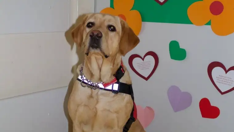katka