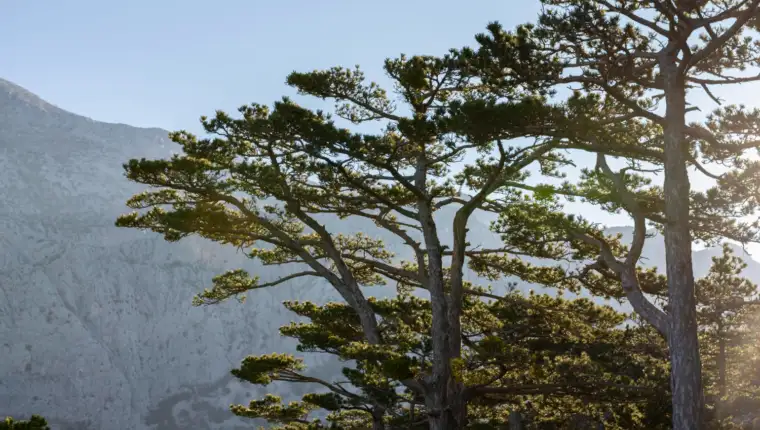 cedar freepik