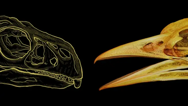 BeakComparison