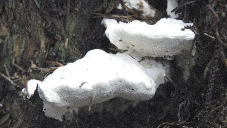 Amaropostia stiptica gljiva
