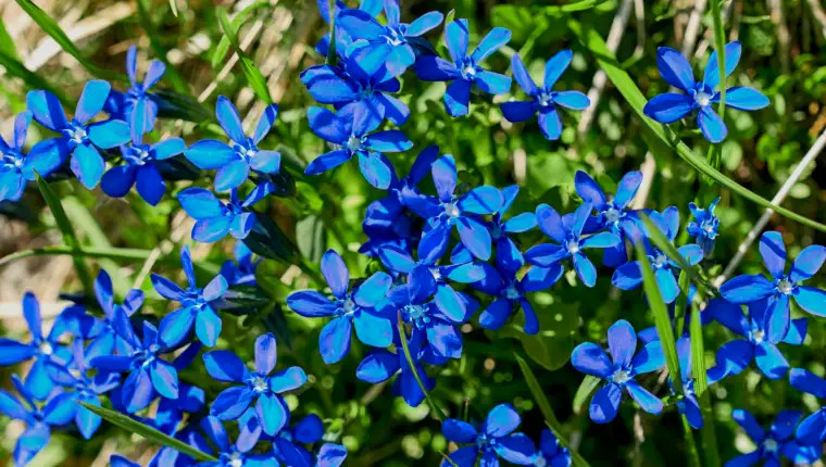 Lobelia erinus1