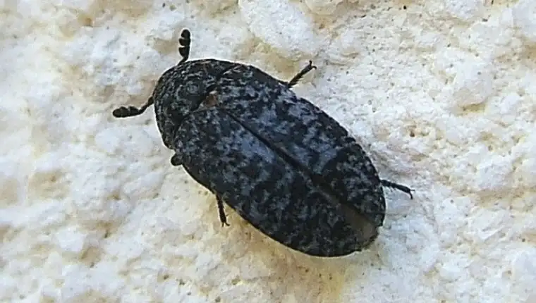 Dermestes murinus