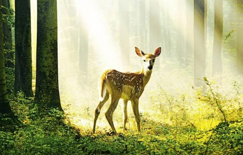 bambi