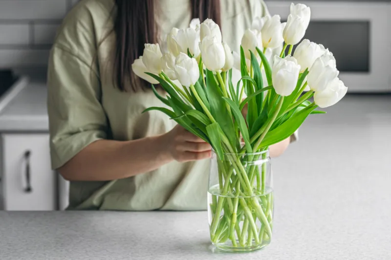 tulipani