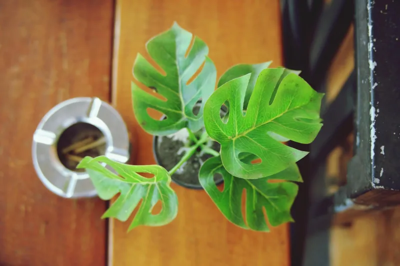 filodendron freepik (1)