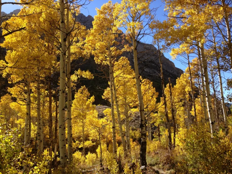 pando