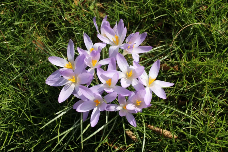 kičica
