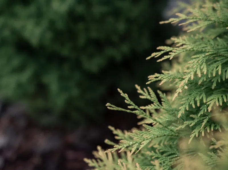 cedar