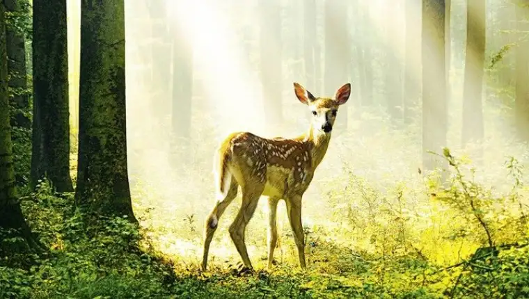 bambi