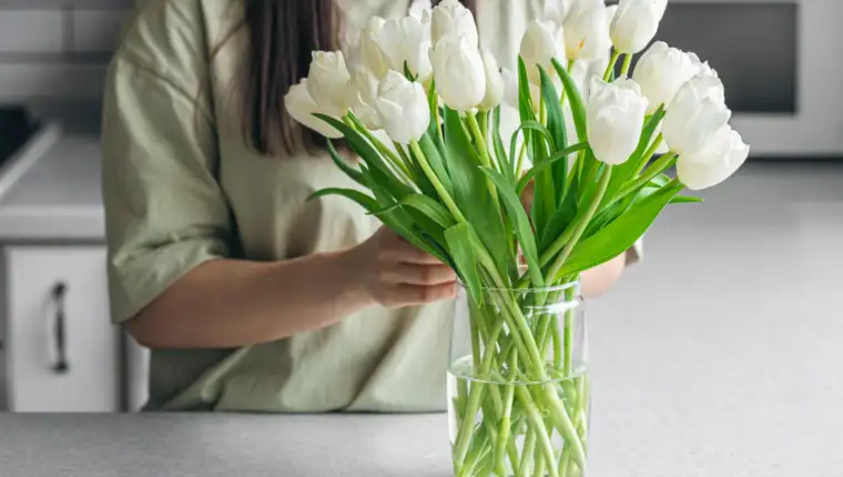 tulipani