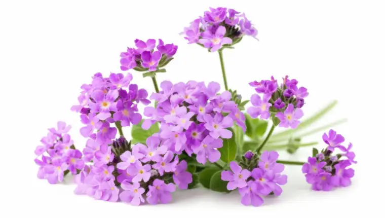 verbena