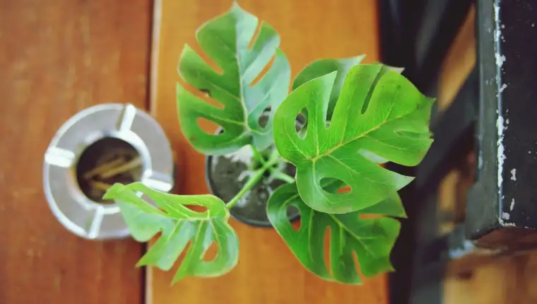 filodendron freepik (1)