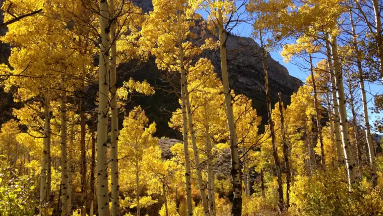 pando
