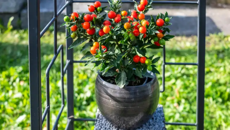 cherry paradajz (2) freepik