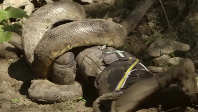 snake-eaten-alive