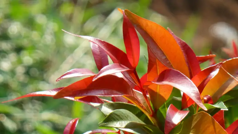 Red photinia