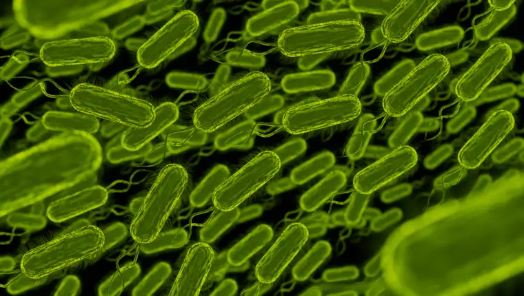 ecoli