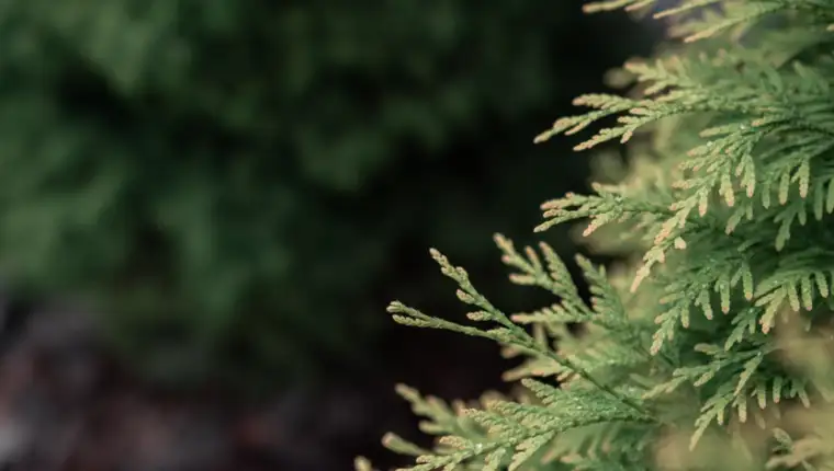 cedar