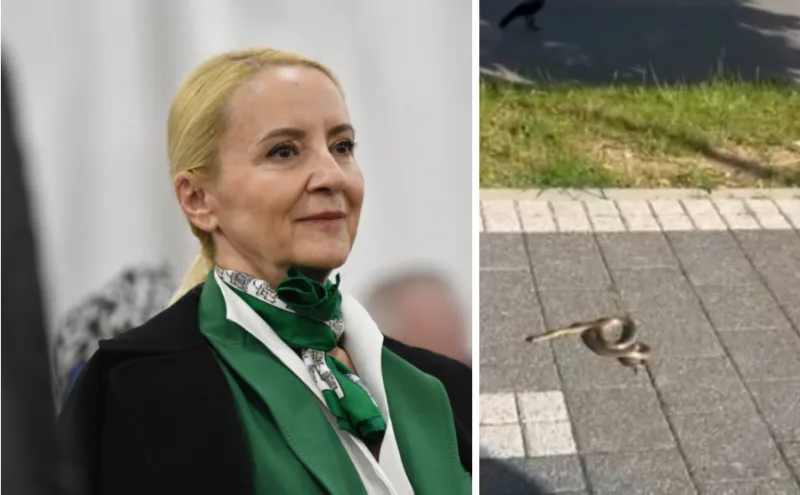 sebija zimja 1
