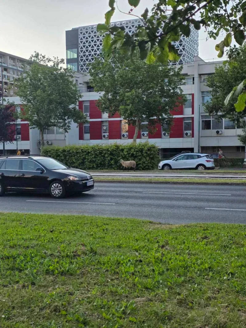 ovca 1