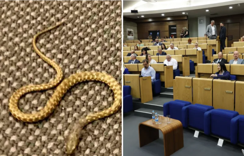 zmija parlament 3