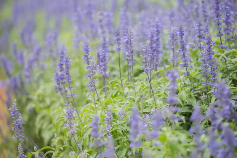 lavanda freepik