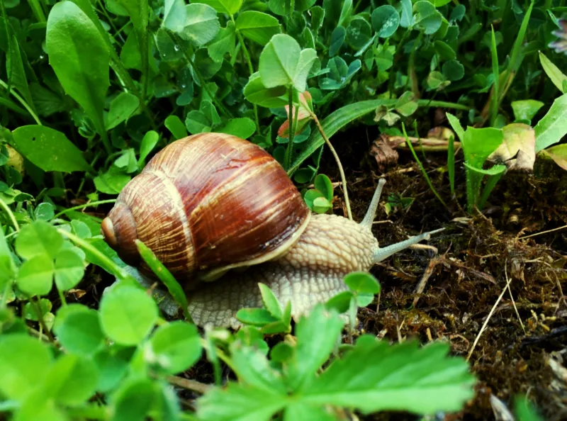 snail-amidst-plants-field