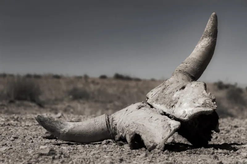 animal-skull-field