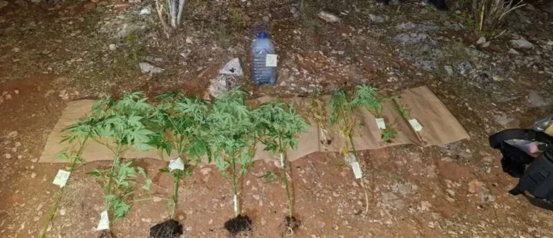 capljina marihuana